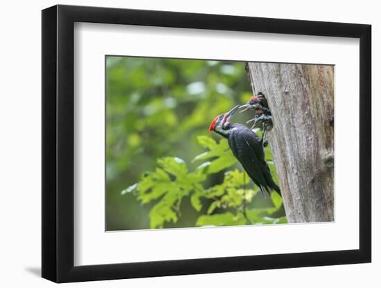 USA. Washington State. Male Pileated Woodpecker feeds begging chicks-Gary Luhm-Framed Photographic Print