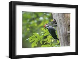 USA. Washington State. Male Pileated Woodpecker feeds begging chicks-Gary Luhm-Framed Photographic Print