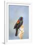 USA. Washington State. male Red-winged Blackbird sings from a cattail in a marsh.-Gary Luhm-Framed Photographic Print