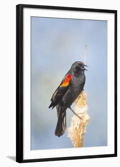 USA. Washington State. male Red-winged Blackbird sings from a cattail in a marsh.-Gary Luhm-Framed Photographic Print
