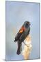 USA. Washington State. male Red-winged Blackbird sings from a cattail in a marsh.-Gary Luhm-Mounted Photographic Print