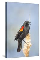 USA. Washington State. male Red-winged Blackbird sings from a cattail in a marsh.-Gary Luhm-Stretched Canvas