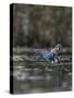 USA, Washington State. Male Wood Duck (Aix sponsa) flaps its wings on Union Bay in Seattle.-Gary Luhm-Stretched Canvas