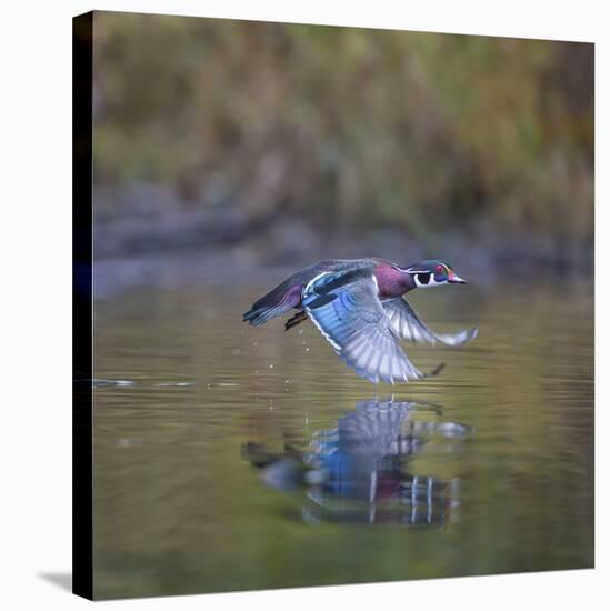 USA, Washington State. male Wood Duck, Aix Sponsa, flies over a marsh.-Gary Luhm-Stretched Canvas