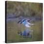 USA, Washington State. male Wood Duck, Aix Sponsa, flies over a marsh.-Gary Luhm-Stretched Canvas