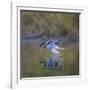 USA, Washington State. male Wood Duck, Aix Sponsa, flies over a marsh.-Gary Luhm-Framed Photographic Print