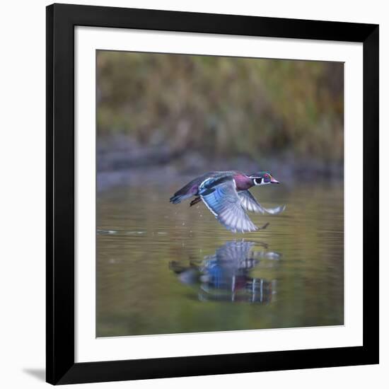 USA, Washington State. male Wood Duck, Aix Sponsa, flies over a marsh.-Gary Luhm-Framed Photographic Print