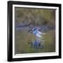 USA, Washington State. male Wood Duck, Aix Sponsa, flies over a marsh.-Gary Luhm-Framed Photographic Print