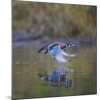 USA, Washington State. male Wood Duck, Aix Sponsa, flies over a marsh.-Gary Luhm-Mounted Photographic Print