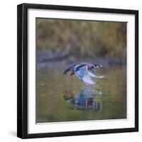 USA, Washington State. male Wood Duck, Aix Sponsa, flies over a marsh.-Gary Luhm-Framed Photographic Print