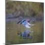 USA, Washington State. male Wood Duck, Aix Sponsa, flies over a marsh.-Gary Luhm-Mounted Photographic Print