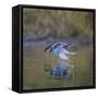 USA, Washington State. male Wood Duck, Aix Sponsa, flies over a marsh.-Gary Luhm-Framed Stretched Canvas