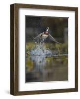 USA, Washington State. Male Wood Duck (Aix sponsa) flying from Union Bay in Seattle.-Gary Luhm-Framed Photographic Print