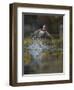 USA, Washington State. Male Wood Duck (Aix sponsa) flying from Union Bay in Seattle.-Gary Luhm-Framed Photographic Print