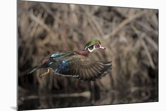 USA, Washington State. Male Wood Duck (Aix sponsa) flying from Union Bay in Seattle.-Gary Luhm-Mounted Photographic Print