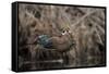 USA, Washington State. Male Wood Duck (Aix sponsa) flying from Union Bay in Seattle.-Gary Luhm-Framed Stretched Canvas