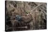 USA, Washington State. Male Wood Duck (Aix sponsa) flying from Union Bay in Seattle.-Gary Luhm-Stretched Canvas