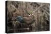 USA, Washington State. Male Wood Duck (Aix sponsa) flying from Union Bay in Seattle.-Gary Luhm-Stretched Canvas