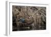USA, Washington State. Male Wood Duck (Aix sponsa) flying from Union Bay in Seattle.-Gary Luhm-Framed Photographic Print