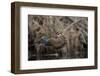 USA, Washington State. Male Wood Duck (Aix sponsa) flying from Union Bay in Seattle.-Gary Luhm-Framed Photographic Print