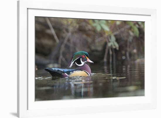 USA, Washington State. Male Wood Duck (Aix sponsa) on a pond in Seattle.-Gary Luhm-Framed Photographic Print