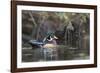 USA, Washington State. Male Wood Duck (Aix sponsa) on a pond in Seattle.-Gary Luhm-Framed Photographic Print