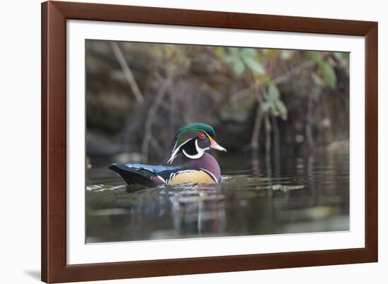 USA, Washington State. Male Wood Duck (Aix sponsa) on a pond in Seattle.-Gary Luhm-Framed Photographic Print