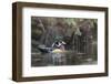 USA, Washington State. Male Wood Duck (Aix sponsa) on a pond in Seattle.-Gary Luhm-Framed Photographic Print