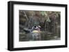USA, Washington State. Male Wood Duck (Aix sponsa) on a pond in Seattle.-Gary Luhm-Framed Photographic Print