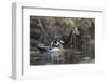 USA, Washington State. Male Wood Duck (Aix sponsa) on a pond in Seattle.-Gary Luhm-Framed Photographic Print