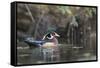 USA, Washington State. Male Wood Duck (Aix sponsa) on a pond in Seattle.-Gary Luhm-Framed Stretched Canvas