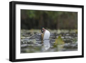 USA, Washington State. Male Wood Duck (Aix sponsa) stretches its wings on Union Bay in Seattle.-Gary Luhm-Framed Photographic Print