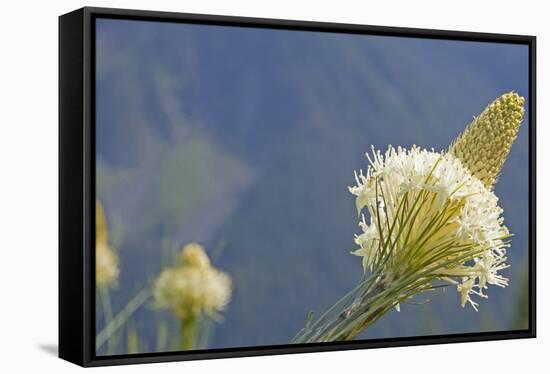USA, Washington State. Mount Baker Snoqualmie National Forest, Beargrass-Jamie & Judy Wild-Framed Stretched Canvas