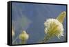 USA, Washington State. Mount Baker Snoqualmie National Forest, Beargrass-Jamie & Judy Wild-Framed Stretched Canvas