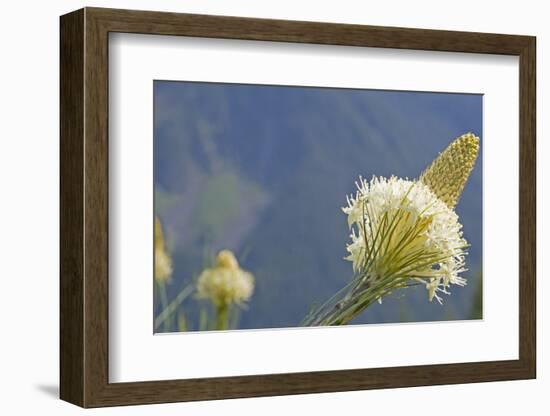 USA, Washington State. Mount Baker Snoqualmie National Forest, Beargrass-Jamie & Judy Wild-Framed Photographic Print