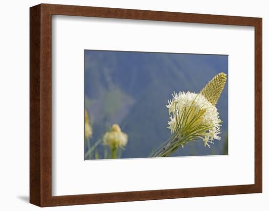 USA, Washington State. Mount Baker Snoqualmie National Forest, Beargrass-Jamie & Judy Wild-Framed Photographic Print