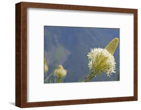 USA, Washington State. Mount Baker Snoqualmie National Forest, Beargrass-Jamie & Judy Wild-Framed Photographic Print