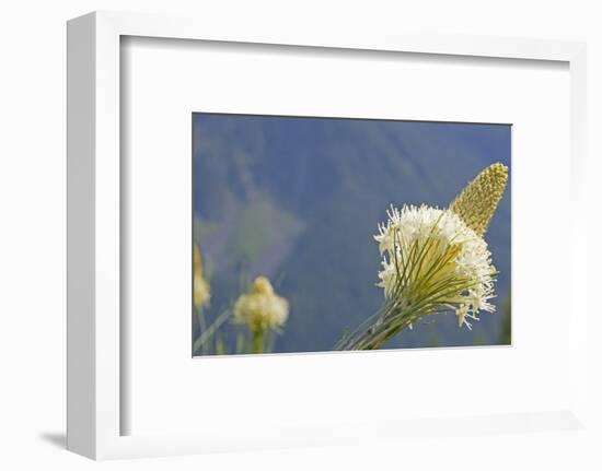 USA, Washington State. Mount Baker Snoqualmie National Forest, Beargrass-Jamie & Judy Wild-Framed Photographic Print