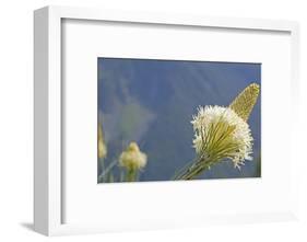 USA, Washington State. Mount Baker Snoqualmie National Forest, Beargrass-Jamie & Judy Wild-Framed Photographic Print