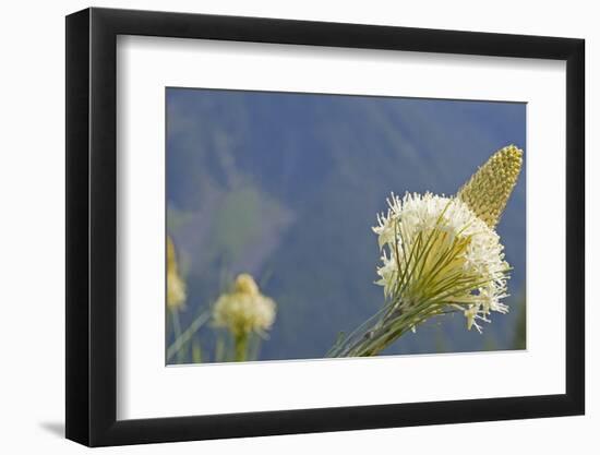 USA, Washington State. Mount Baker Snoqualmie National Forest, Beargrass-Jamie & Judy Wild-Framed Photographic Print