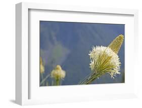 USA, Washington State. Mount Baker Snoqualmie National Forest, Beargrass-Jamie & Judy Wild-Framed Photographic Print