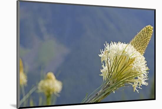 USA, Washington State. Mount Baker Snoqualmie National Forest, Beargrass-Jamie & Judy Wild-Mounted Photographic Print