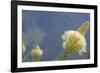 USA, Washington State. Mount Baker Snoqualmie National Forest, Beargrass-Jamie & Judy Wild-Framed Photographic Print