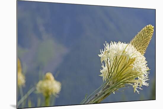 USA, Washington State. Mount Baker Snoqualmie National Forest, Beargrass-Jamie & Judy Wild-Mounted Photographic Print