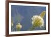 USA, Washington State. Mount Baker Snoqualmie National Forest, Beargrass-Jamie & Judy Wild-Framed Photographic Print