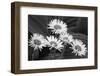 USA, Washington State. Mount Rainier National Park, aster fleabane or mountain daisy.-Jamie & Judy Wild-Framed Photographic Print