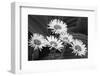 USA, Washington State. Mount Rainier National Park, aster fleabane or mountain daisy.-Jamie & Judy Wild-Framed Photographic Print