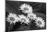 USA, Washington State. Mount Rainier National Park, aster fleabane or mountain daisy.-Jamie & Judy Wild-Mounted Photographic Print