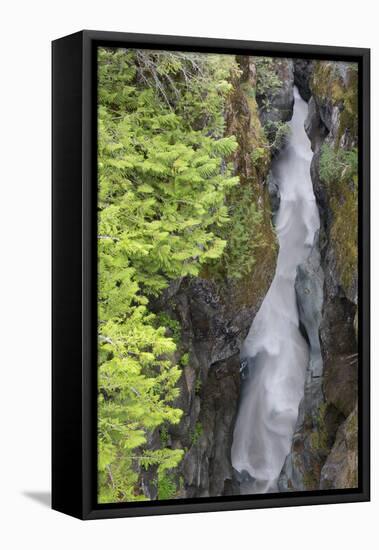 USA, Washington State. Mount Rainier National Park, Cowlitz River in Box Canyon-Jamie & Judy Wild-Framed Stretched Canvas