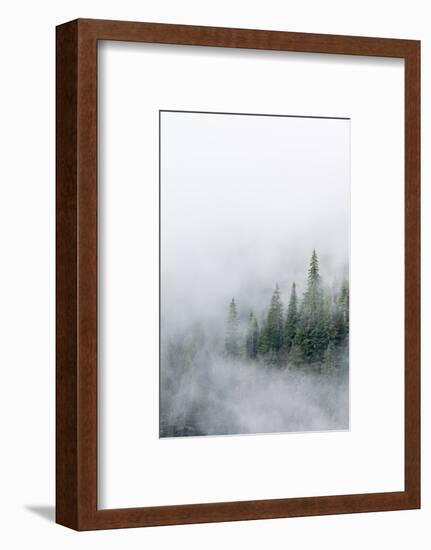 USA, Washington State. Mount Rainier National Park, Fir Trees in Clouds-Jamie & Judy Wild-Framed Photographic Print